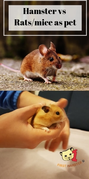 rats vs mice